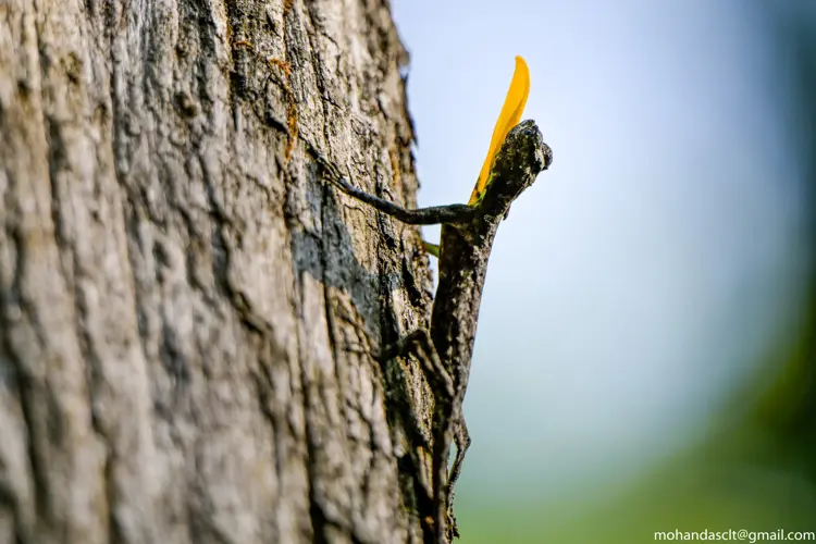Indian FLying lizard - Draco dussumieri at Thattekad Bird Sanctuary| Kerala | India